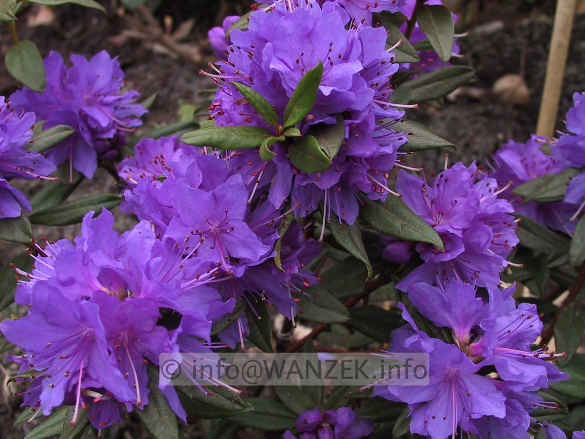 Rhododendron russatum Gletschernacht 01.JPG